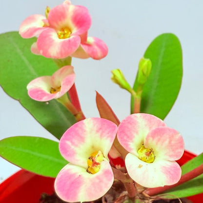 Euphorbia Milli #718