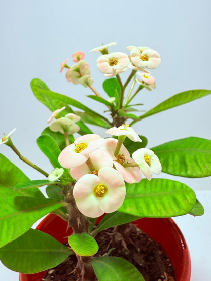 Euphorbia Milli #720