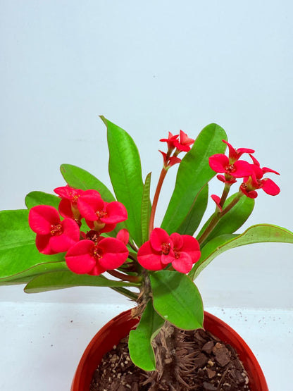 Euphorbia Milli #722