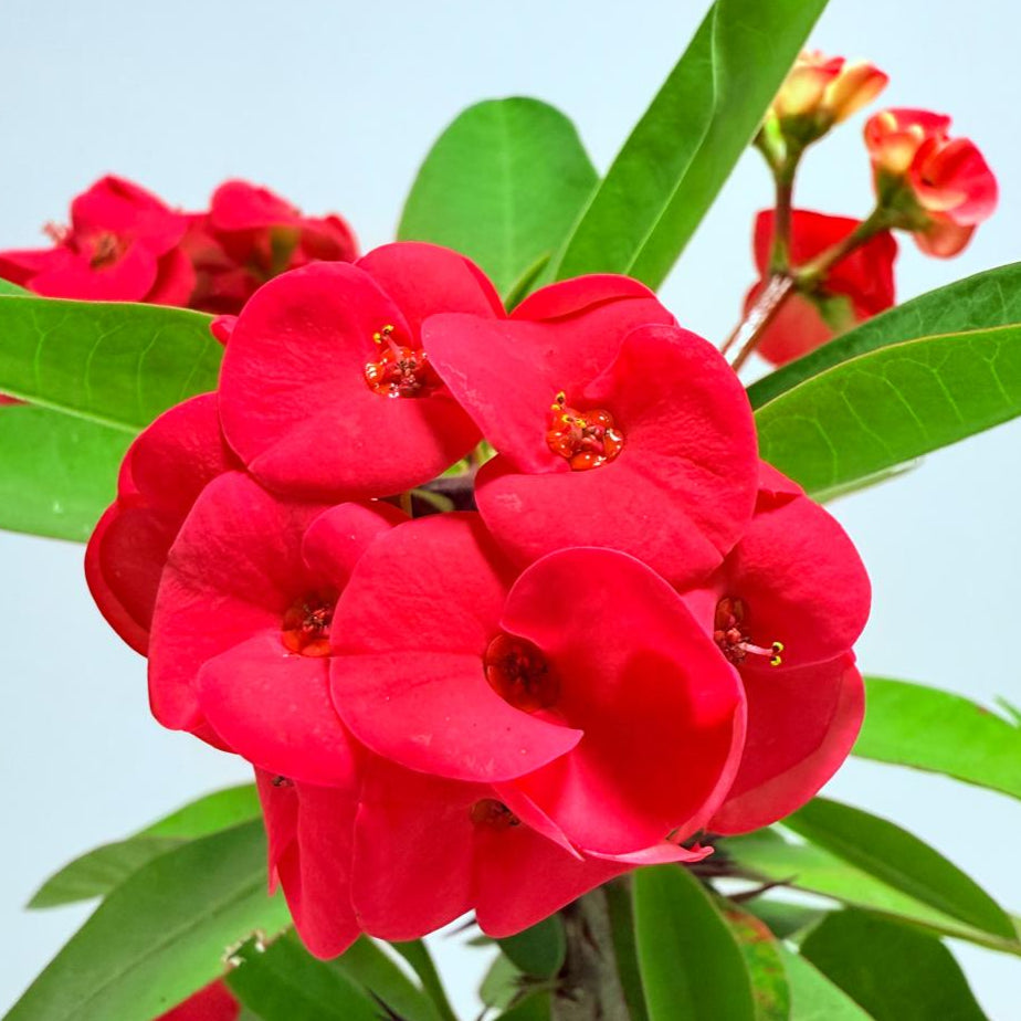 Euphorbia Milli #723