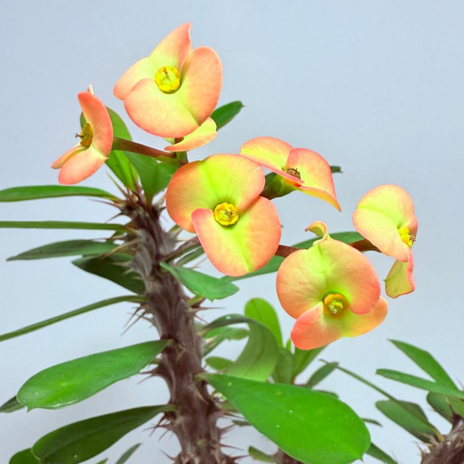Euphorbia Milli #724