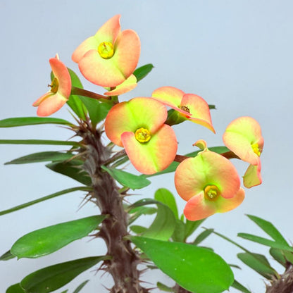 Euphorbia Milli #724
