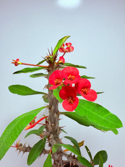 Euphorbia Milli #725