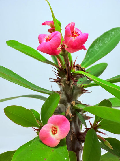 Euphorbia Milli #726