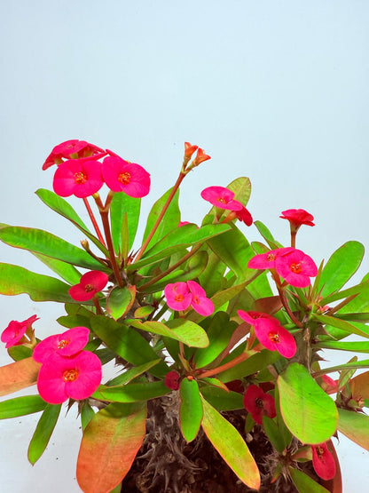 Euphorbia Milli #727 three in one