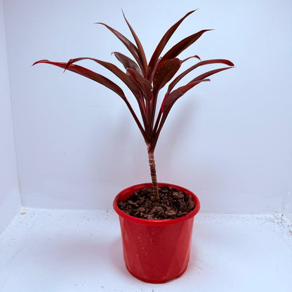 Cordyline fruticosa Tango- 130mm
