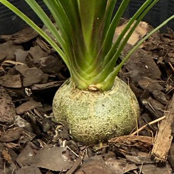 Beaucarnea Recurvata Ponytail