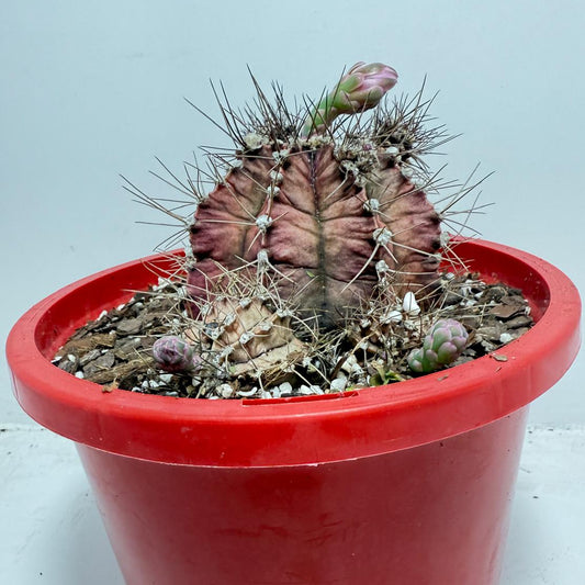 Cacti - Gymnocalycium Special #26