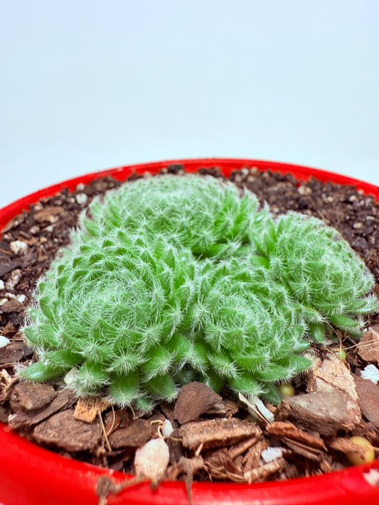 Sempervivum ciliosum – Hardy Rosette Succulent with Ornamental Appeal