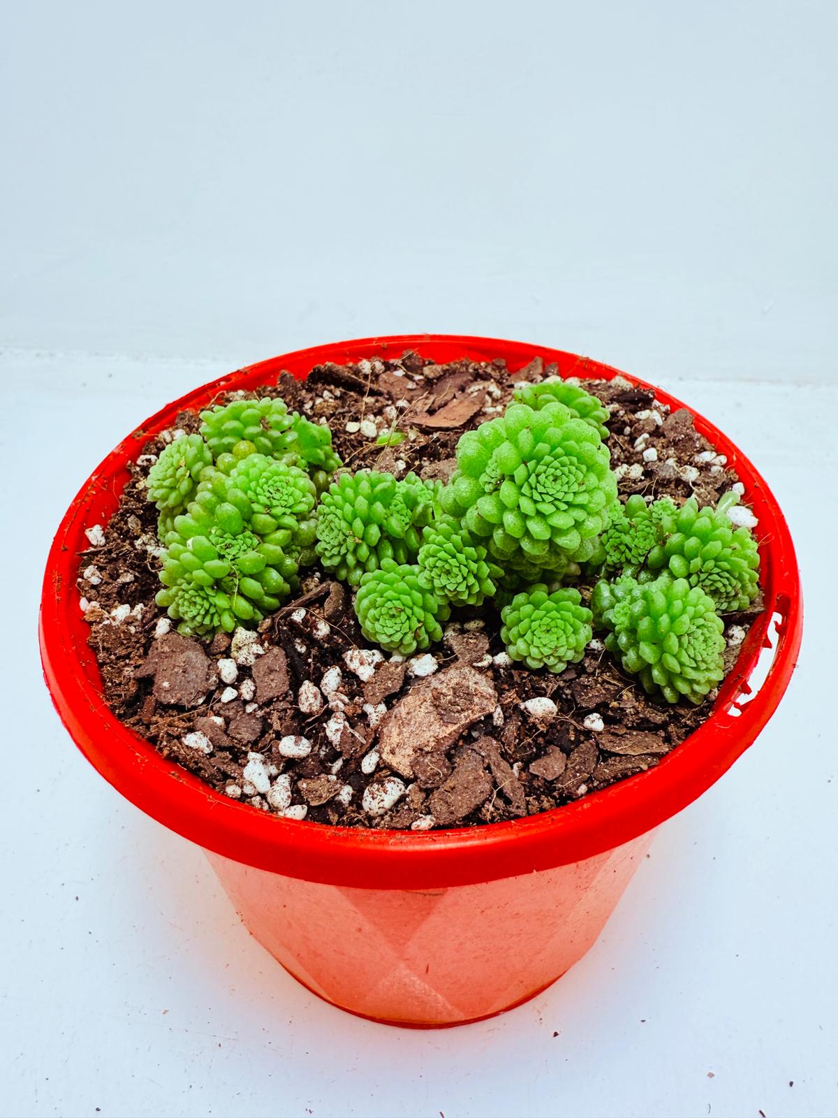 Monanthes polyphylla