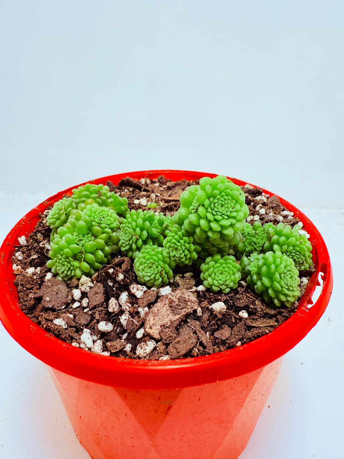 Monanthes polyphylla