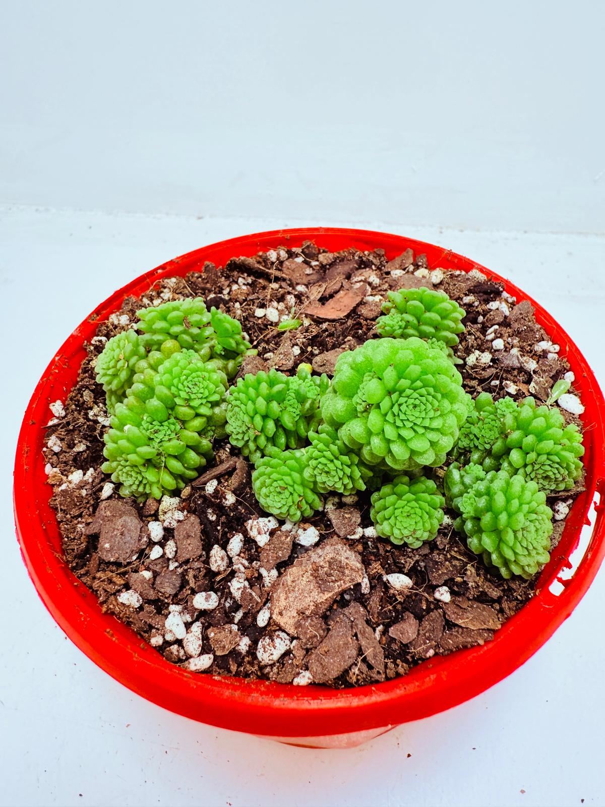 Monanthes polyphylla