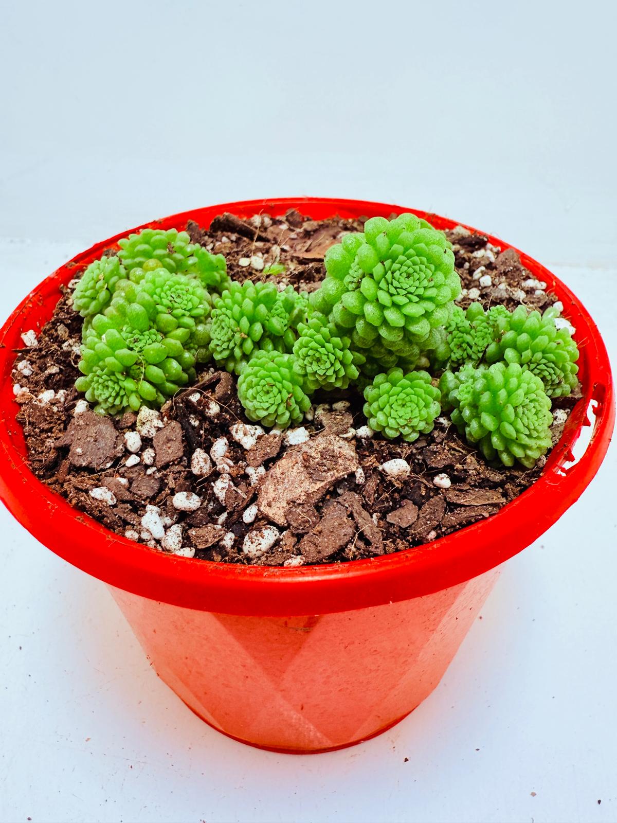 Monanthes polyphylla
