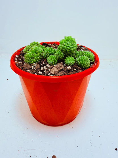 Monanthes polyphylla