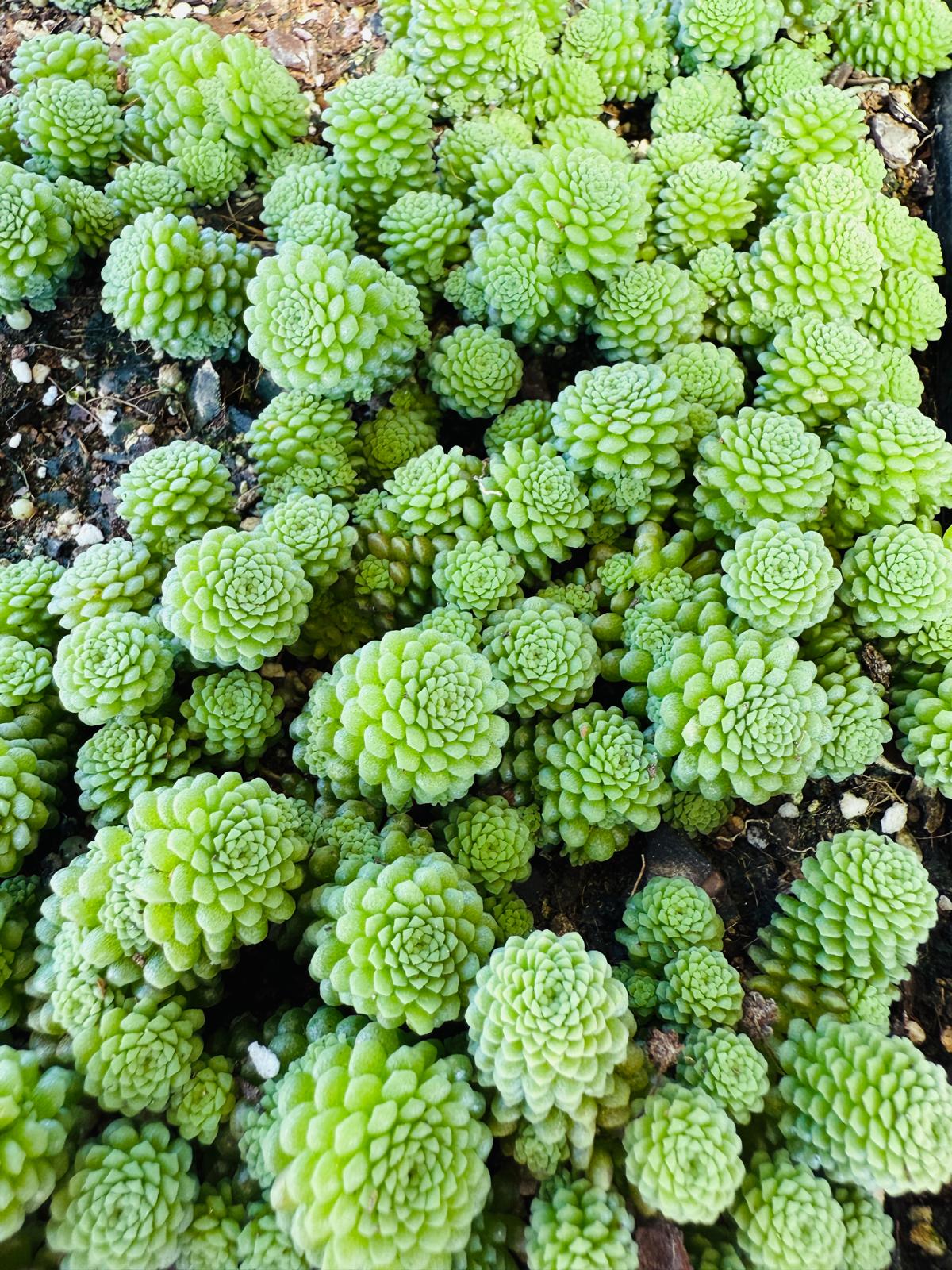Monanthes polyphylla