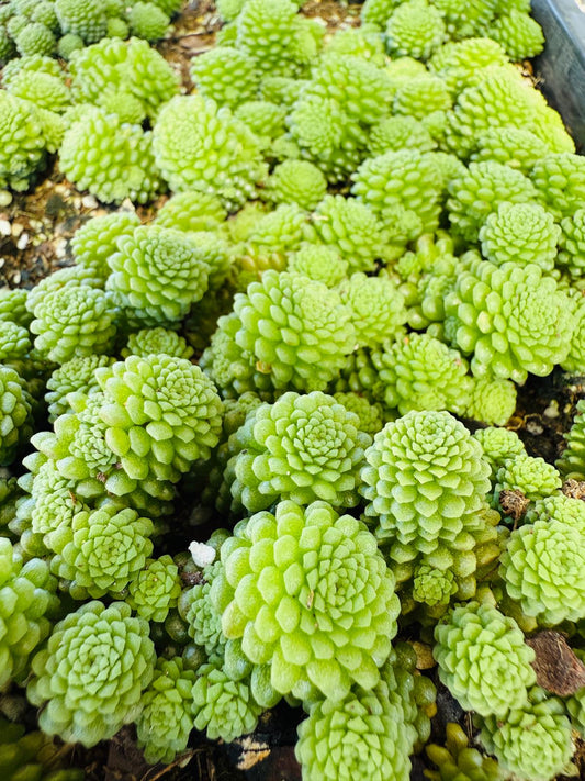 Monanthes polyphylla