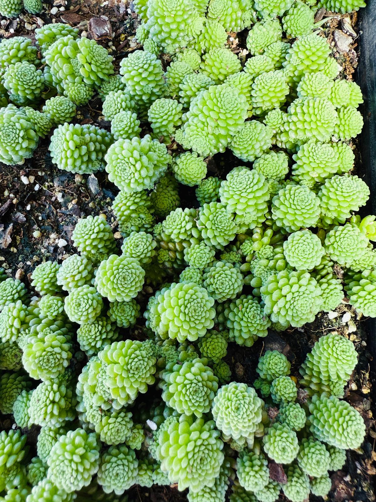 Monanthes polyphylla
