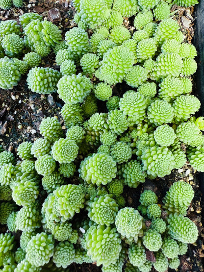 Monanthes polyphylla