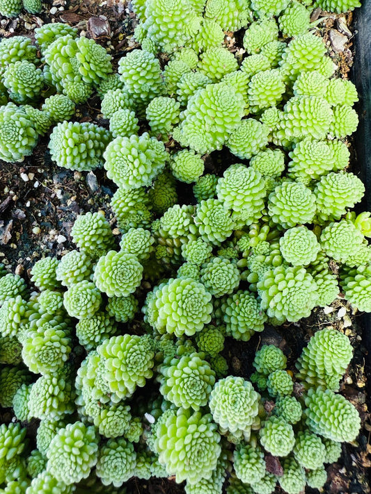 Monanthes polyphylla