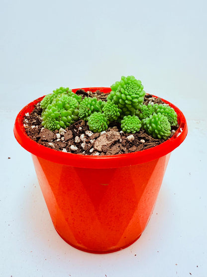 Monanthes polyphylla