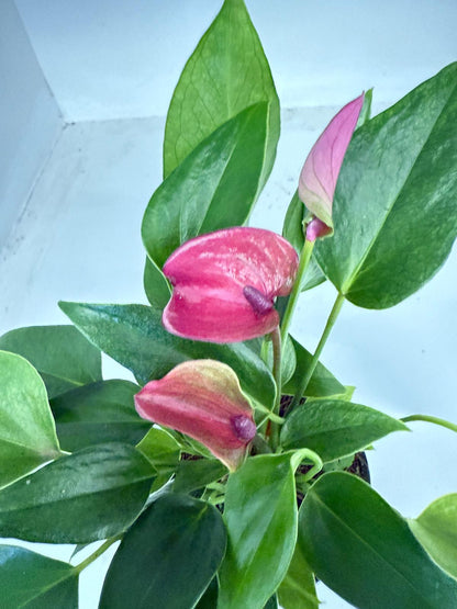 Anthurium Baby Purple - 100mm Potted Plant
