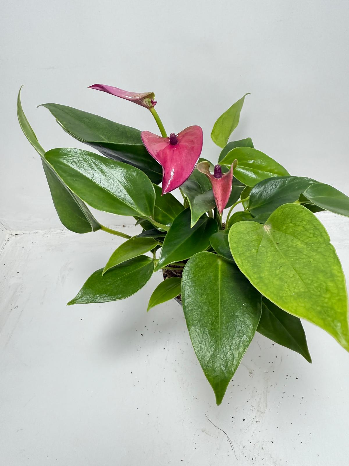 Anthurium Baby Purple - 100mm Potted Plant