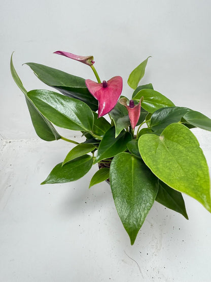 Anthurium Baby Purple - 100mm Potted Plant