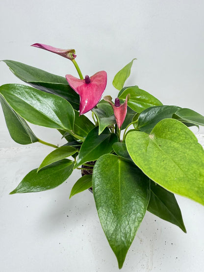 Anthurium Baby Purple - 100mm Potted Plant
