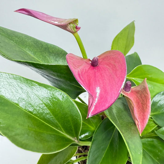 Anthurium ‘Baby Purple’ – 100mm with pot -Compact Exotic Indoor Aroid with Deep Purple Spathes