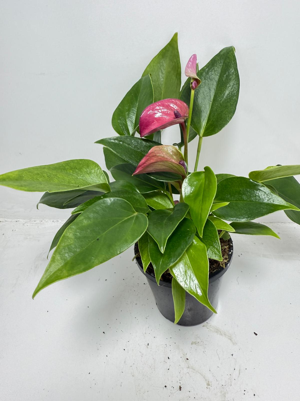 Anthurium Baby Purple - 100mm Potted Plant