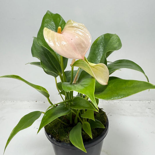 Anthurium ‘Jolie Peach’ – Compact Peach-Blooming Aroid in 100mm with Pot