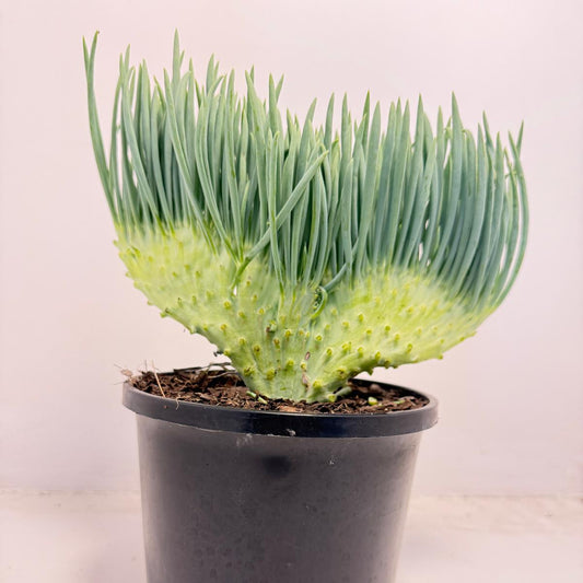 Mermaid Tail : Crested Senecio Talinoides - Narrow Leaf Chalk Stick #501