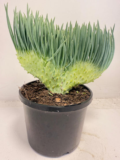 Mermaid Tail : Crested Senecio Talinoides - Narrow Leaf Chalk Stick #501