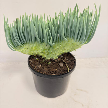 Mermaid Tail : Crested Senecio Talinoides - Narrow Leaf Chalk Stick #501
