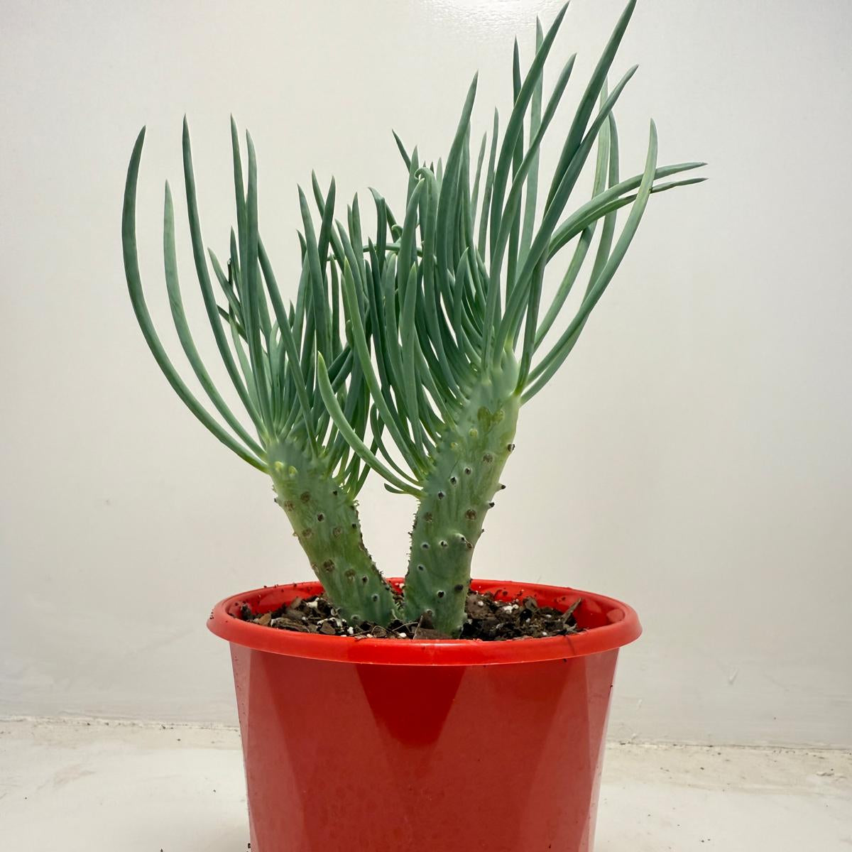 Mermaid Tail : Crested Senecio Talinoides - Narrow Leaf Chalk Stick #512