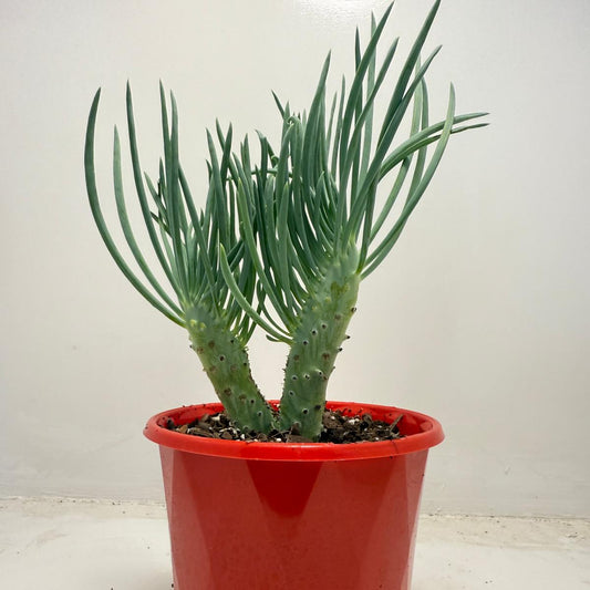 Mermaid Tail : Crested Senecio Talinoides - Narrow Leaf Chalk Stick #512