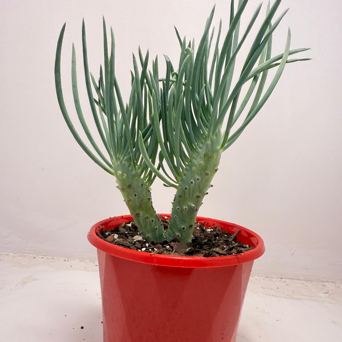 Mermaid Tail : Crested Senecio Talinoides - Narrow Leaf Chalk Stick #512