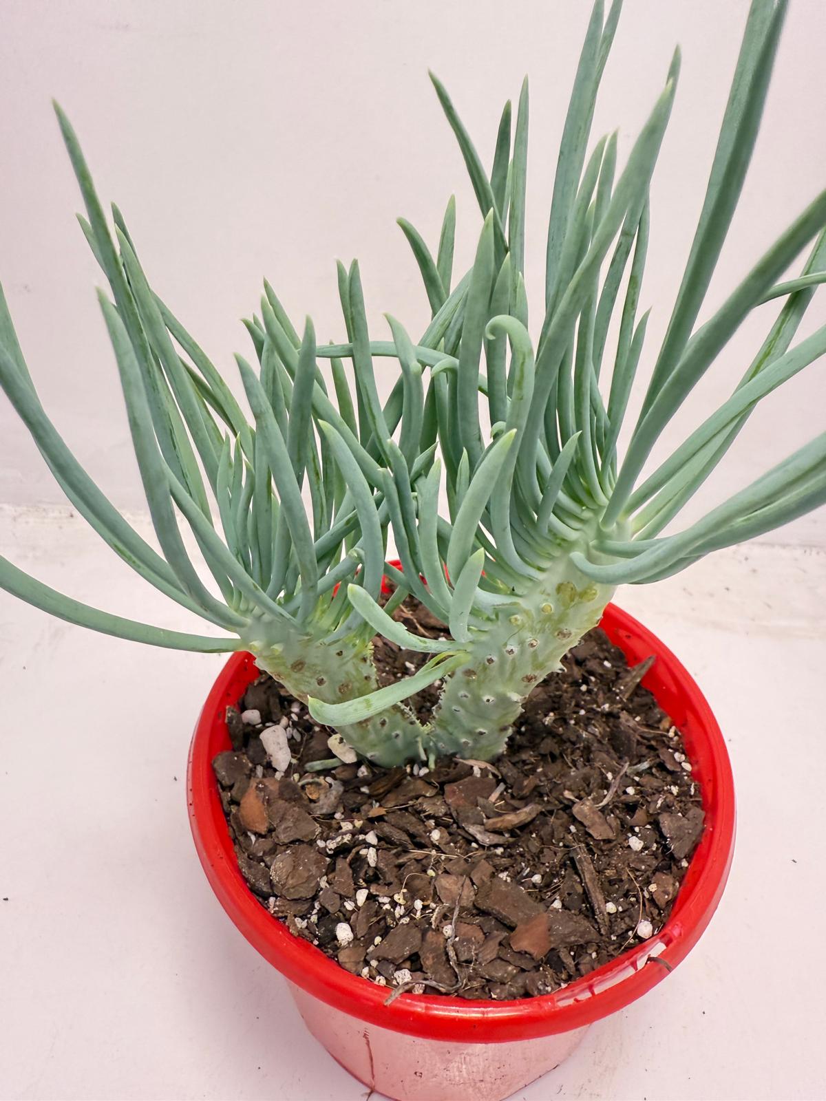 Mermaid Tail : Crested Senecio Talinoides - Narrow Leaf Chalk Stick #512