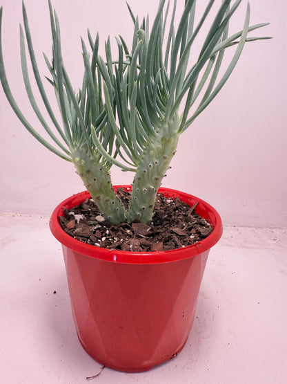 Mermaid Tail : Crested Senecio Talinoides - Narrow Leaf Chalk Stick #512