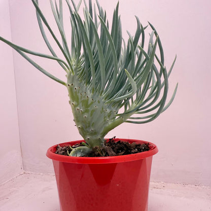 Mermaid Tail : Crested Senecio Talinoides - Narrow Leaf Chalk Stick #514