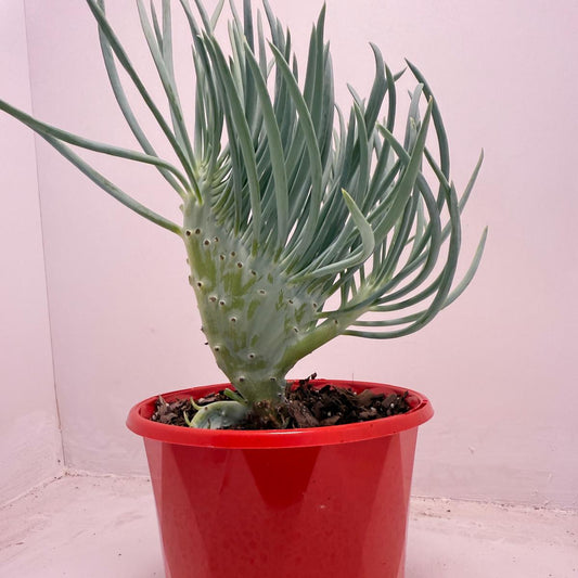 Mermaid Tail : Crested Senecio Talinoides - Narrow Leaf Chalk Stick #514