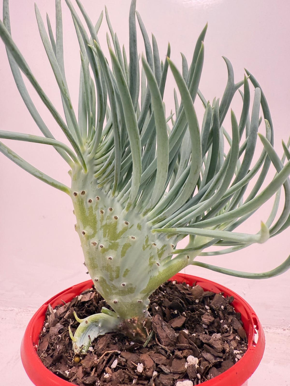 Mermaid Tail : Crested Senecio Talinoides - Narrow Leaf Chalk Stick #514