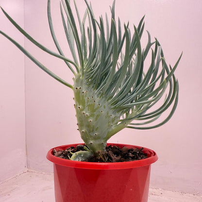 Mermaid Tail : Crested Senecio Talinoides - Narrow Leaf Chalk Stick #514