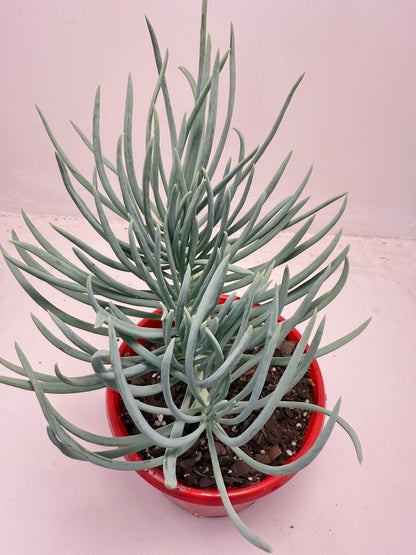 Mermaid Tail : Crested Senecio Talinoides - Narrow Leaf Chalk Stick #514