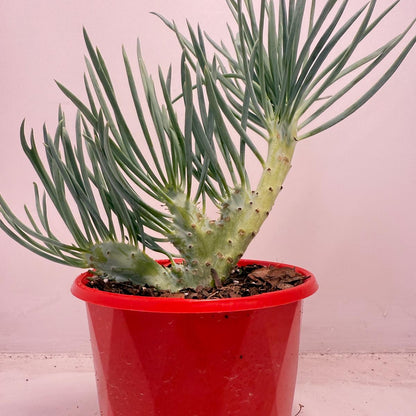 Mermaid Tail : Crested Senecio Talinoides - Narrow Leaf Chalk Stick #513