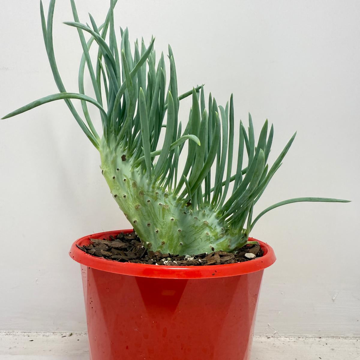 Mermaid Tail : Crested Senecio Talinoides - Narrow Leaf Chalk Stick #515