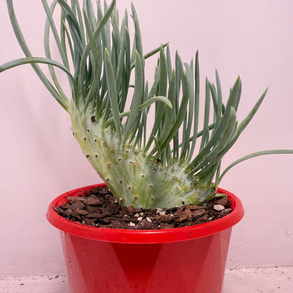 Mermaid Tail : Crested Senecio Talinoides - Narrow Leaf Chalk Stick #515