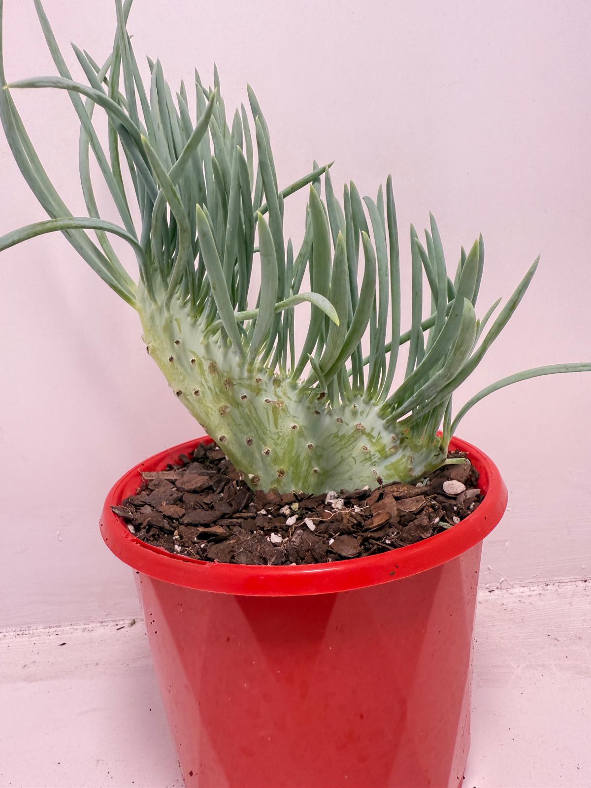 Mermaid Tail : Crested Senecio Talinoides - Narrow Leaf Chalk Stick #515