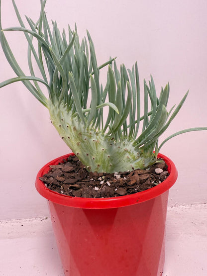 Mermaid Tail : Crested Senecio Talinoides - Narrow Leaf Chalk Stick #515