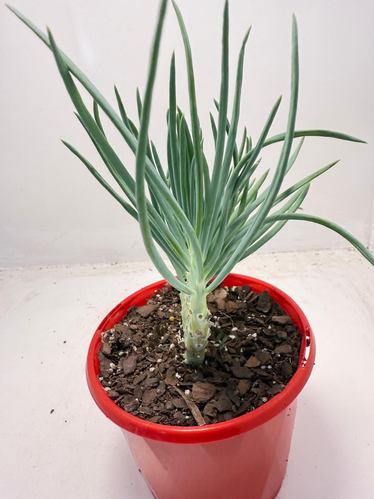 Mermaid Tail : Crested Senecio Talinoides - Narrow Leaf Chalk Stick #515